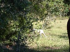 Buddy 1st in OSD on the edge find.