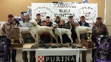 Futurity winners.


2014 NBHA Futurity winners.

1. Hog HIll Katie, PF, Malzone.

2. Shockamo, SM, Taylor.

3. Indian Creek Spanish Fly, PM, Malzone.

4. McIhenny, PM, Wirths,
