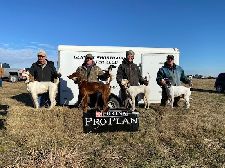 Callback dogs for Championship